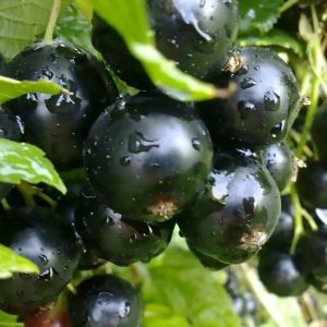 Coacaz Negru Big Ben
