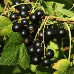 Coacaz Negru Ruben
