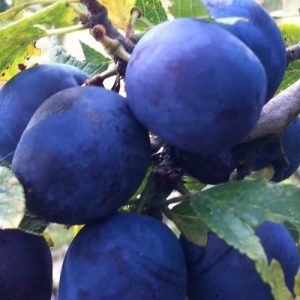 Prun Sweet Blue