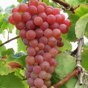 Vita de vie Traminer Roz