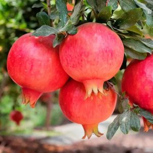 Punica Granatum 'Parfianka'