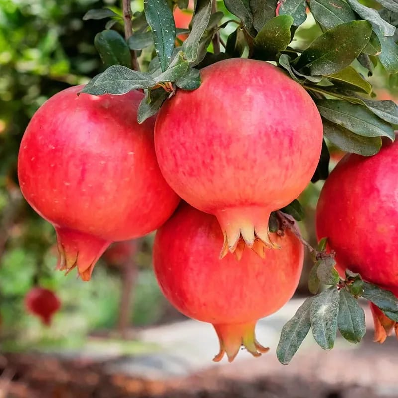 Punica Granatum 'Parfianka'