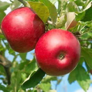 Măr Red Melba(de vară) Roșu