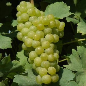 Vita de vie Muscat Ottonel