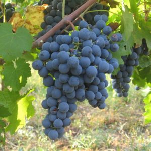 Vita de vie Cabernet Saugvinon