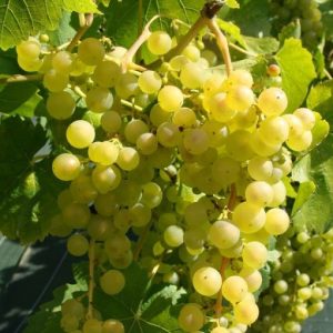Vita de vie Chasselas Dore