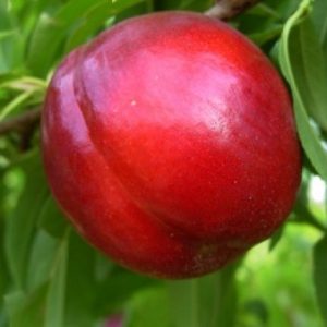 Nectarin Cora