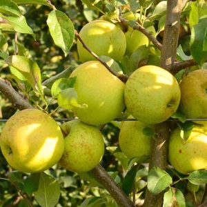 Mar Golden Spur