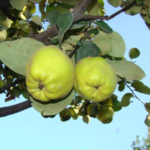 Gutui De Portugalia
