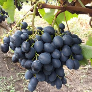 Vita de vie Moldova