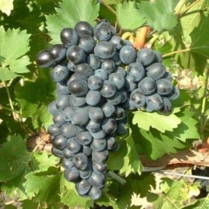Vita de vie Nero