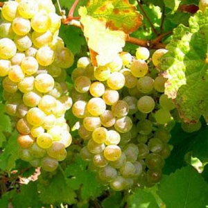 Vita de vie Riesling