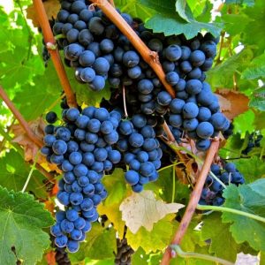 Vita de vie Merlot